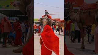 #elephantvideo #mahayag #banglamukhimahayag #youtubeshorts #trendingshorts #villagelifestyle