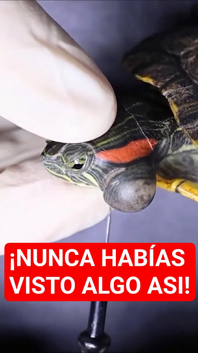 POBRE TORTUGA 😢🐢🌋  #VetStudent #Surgery #ReptileMedicine #Turtle #OddlySatisfying #fypyoutube #viral