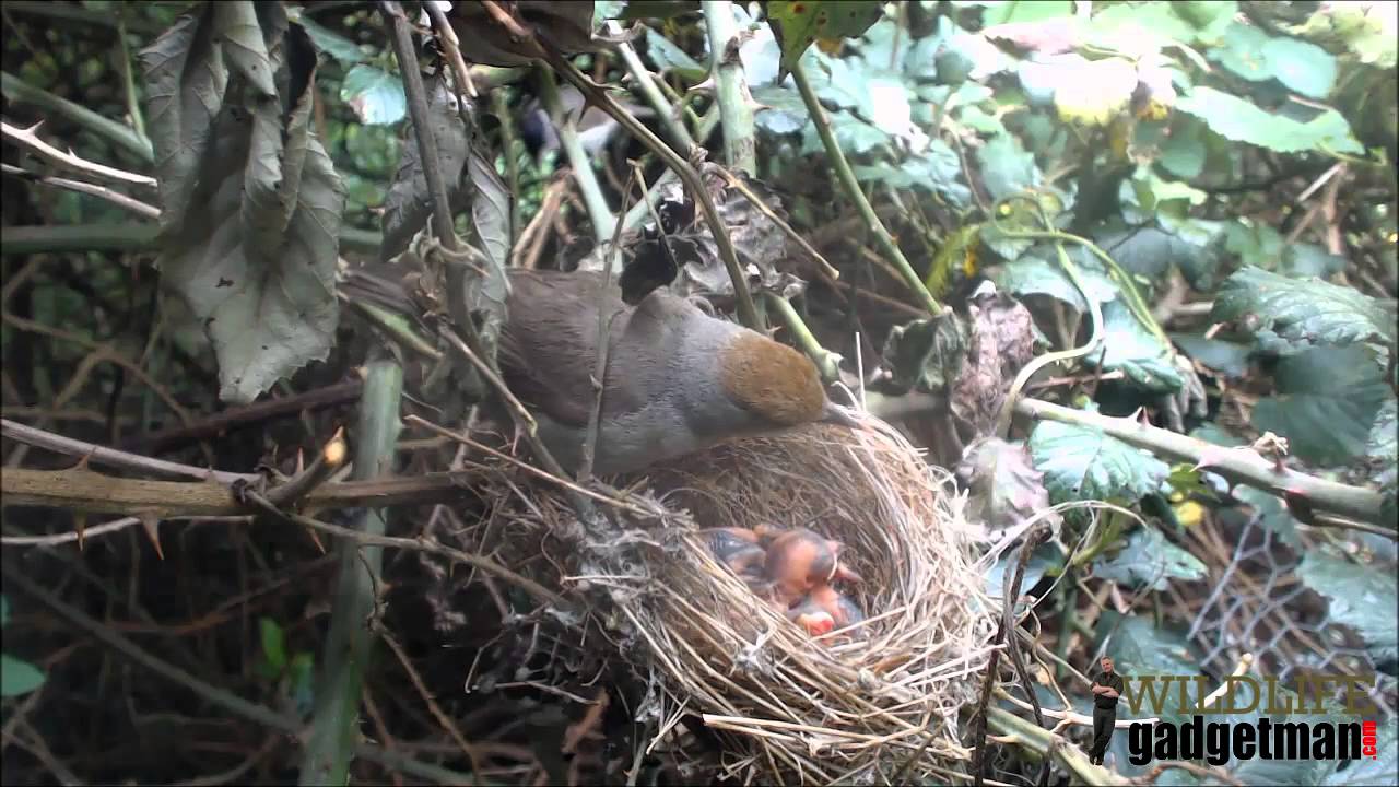 camera iphone 8 plus apk Blackcap Nest 1 240515