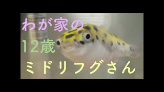 飼育12年 かわいい ミドリフグ さんの 一日　Green spotted puffer