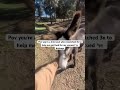 Hope starts with you fundraising link in bio #Donkey#equestrian#trendingshorts#fyp#viral