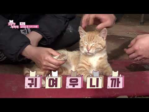 고양이를 부탁해-<strong>맹수에게</strong> 무슨 일이 #예고