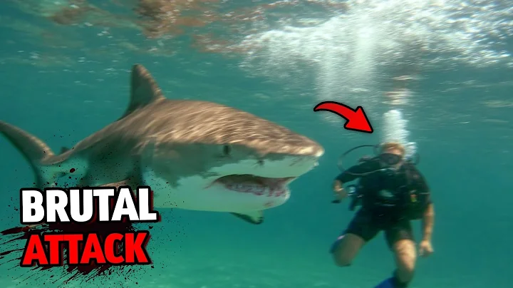 Diver Comes Face-to-Face with Tiger Shark, What He Finds After is Unbelievable!