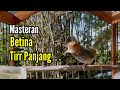 PRENJAK GACOR [ Prenjak Betina Gacor Tiir Panjang, suara Jernih, Cocok Buat Masteran & Pancingan ]