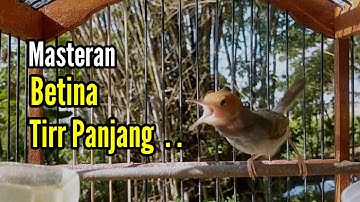 PRENJAK GACOR [ Prenjak Betina Gacor Tiir Panjang, suara Jernih, Cocok Buat Masteran & Pancingan ]