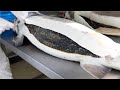 Amazing Wild Salmon Egg Harvesting Methods, Automatic Fish Egg Fertilization Technology Factory