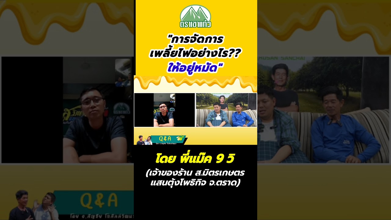 การจัดการเพลี้ยไฟอย่างไรให้อยู่หมัด โดย พี่แม๊ค 9 วิ #ปุ๋ยอินทรีย์เคมีตราเขาแก้ว 