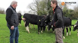 Target Weights for Heifers - Breeding Season 2025 - Munster Bovine #breeding25 Information