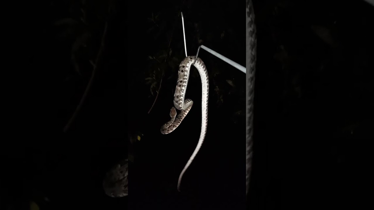La Terciopelo ( Bothrops asper ) la serpiente más peligrosa de Costa Rica 