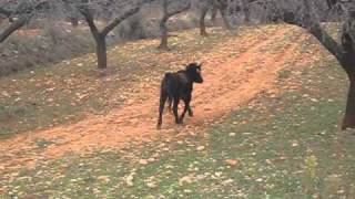 Torito suelto por el Maestrazgo