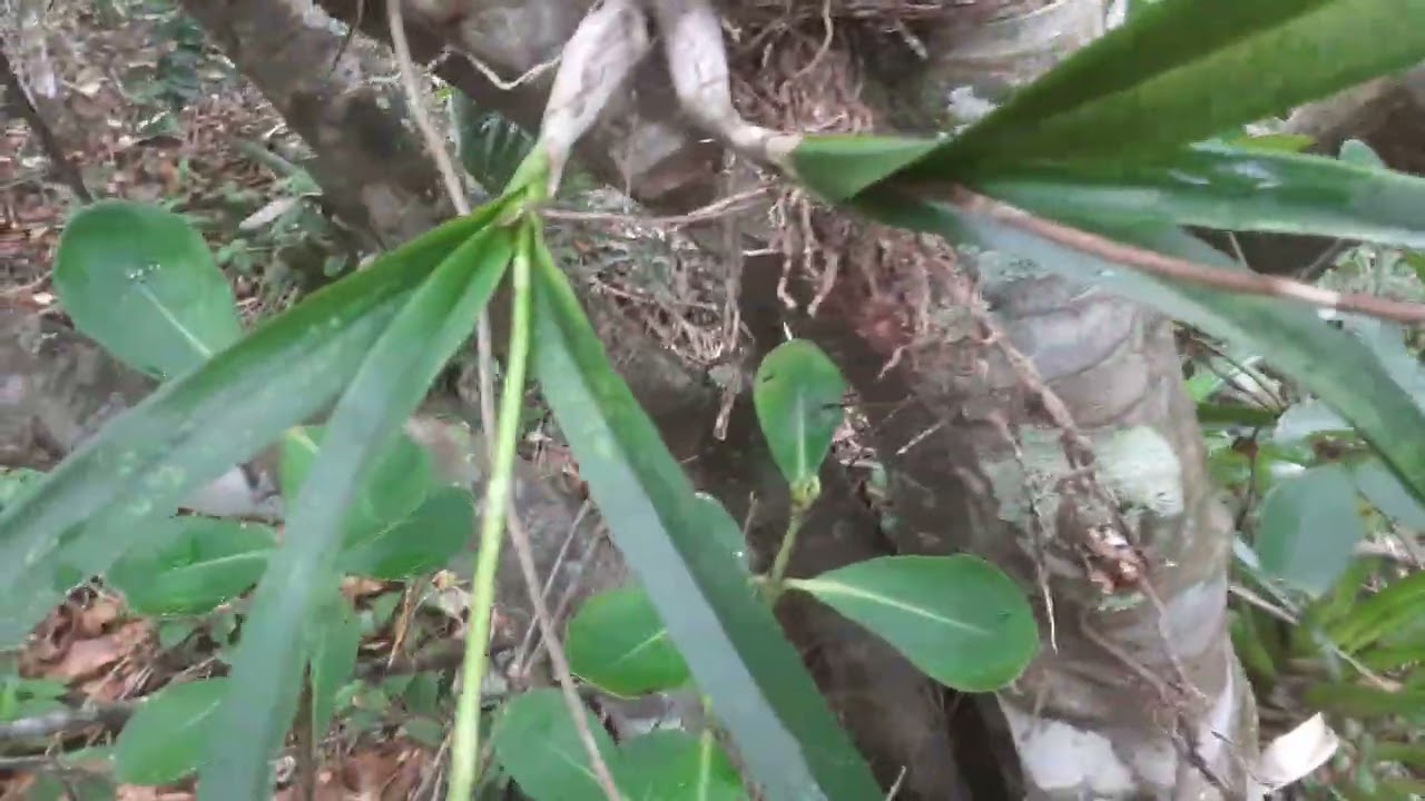 Encicla  no Habitate natural 