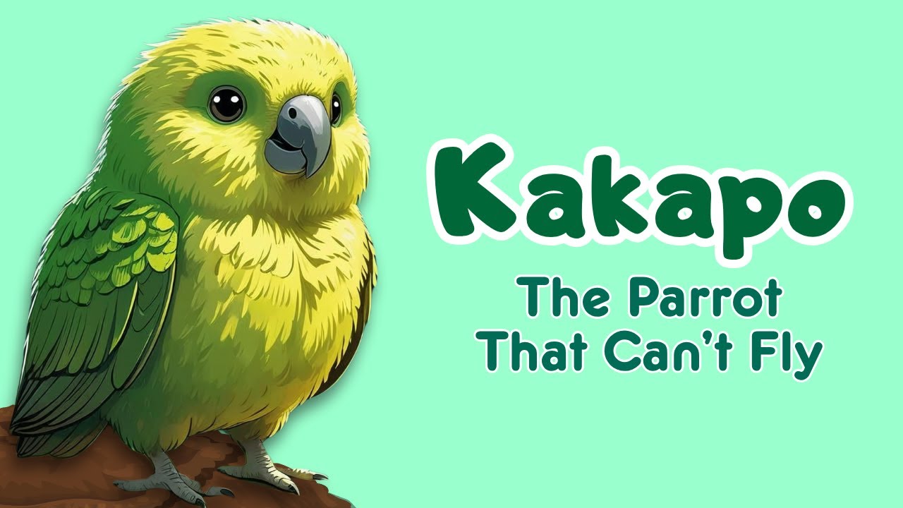 Kakapo – The Parrot That Can’t Fly
