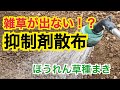 雑草が出ない！？雑草抑制剤散布作業・玉ねぎ苗状況・アスパラ菜収穫・ほうれん草種まき