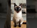 Cat 🐈 😻 🐈⬛️ Talking 👄 Funny comedy Video 📹