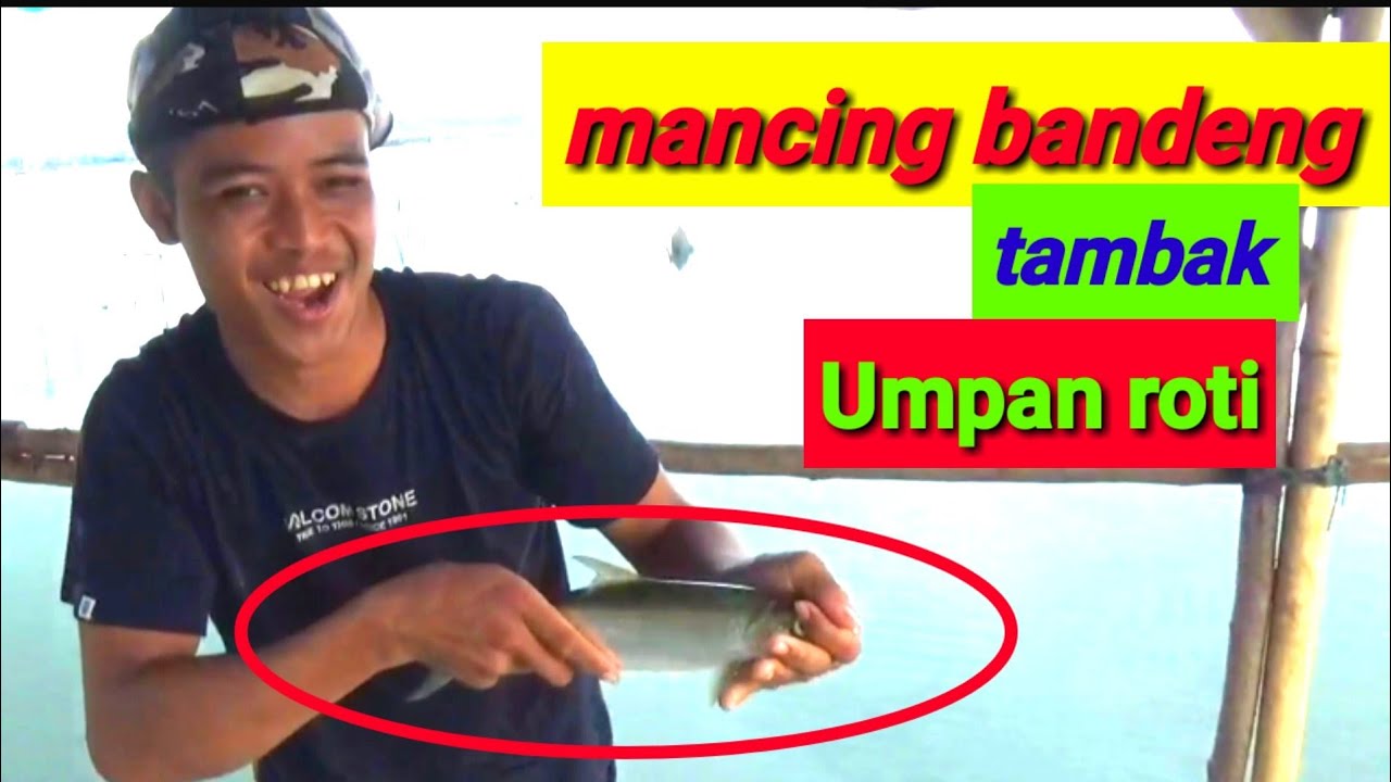 Mancing Bandeng Tambak Miami Kamal Umpan Roti