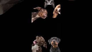 #rameinpliss #funny #dogs #fypシ