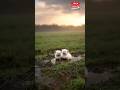 This Tiny Kitten Was Seconds Away… Then This Happened 😢🐱