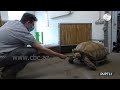 В зоопарке Германии отметили юбилей гигантской черепахи