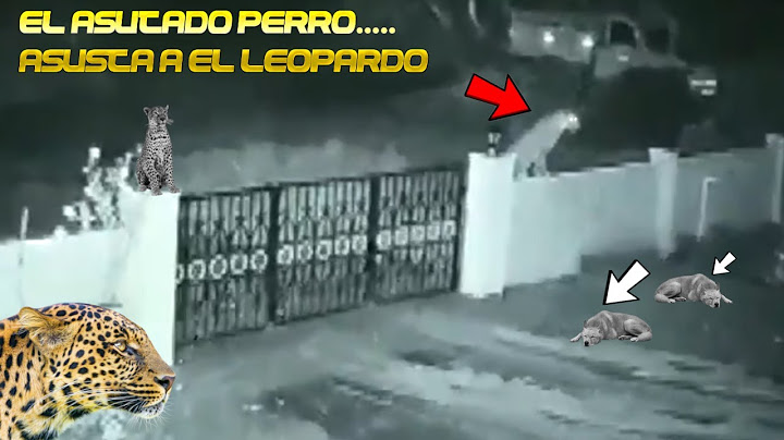 6 P3RROS vs 1 L3OPARDO esto OCURRE (1 PERRO ASUSTA A UN LEOPARDO ?) (LEOPARD Night Hunter vs DOGS)