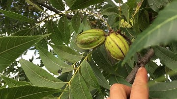 Harvesting Pecan Nuts Tree - Ozark