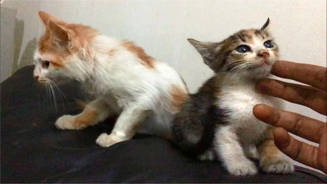 The Rescue Kitten Meets White Orange Cat For The First Time. Kitten