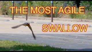 Barn Swallows in Flight [NARRATED]