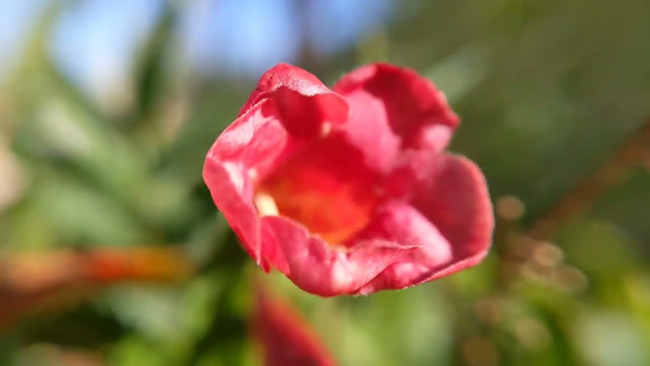 Shrub small red flowers dance video - macro close up - bush music video Tecoma Bignoniaceae red hot