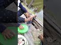 #strike #ikan #kelabu hasil #alhamdulillah #shortvideo