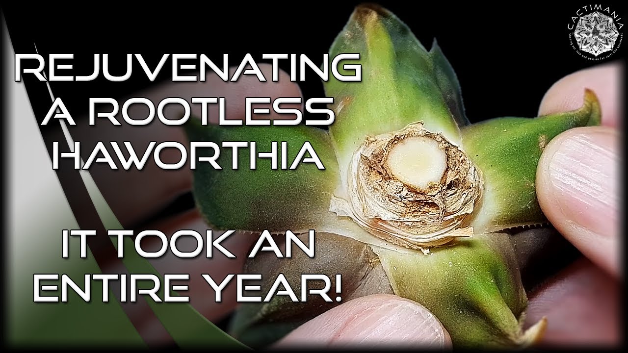 Омоложение безкорневой хавортии Бадия «Kobiotori» | Коллекция кактусов и суккулентов