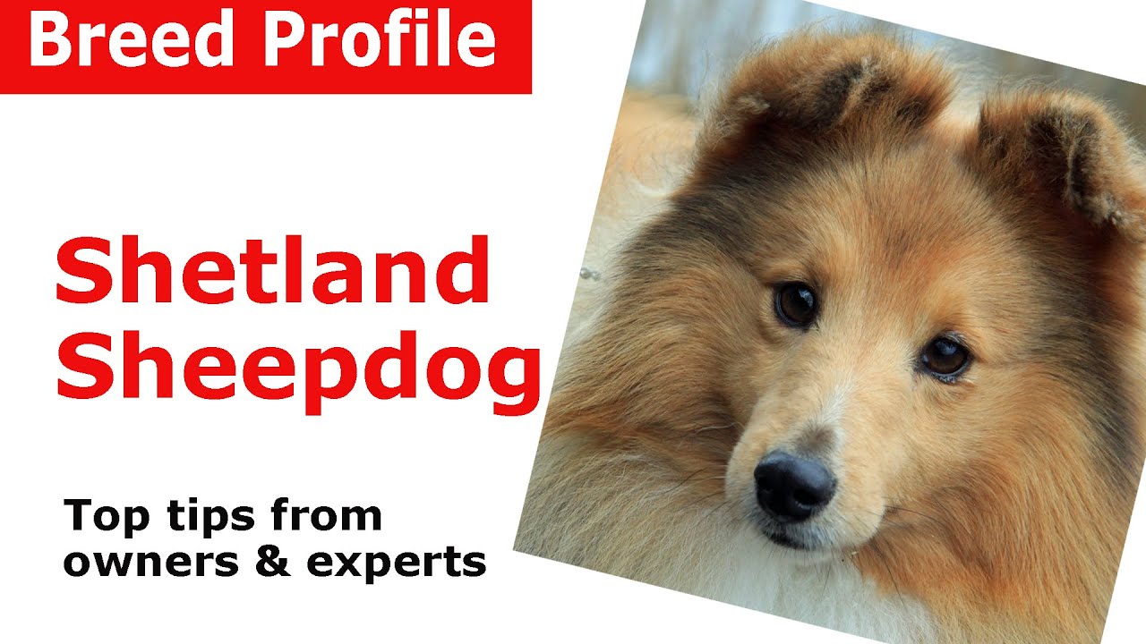 shetland sheepdog care