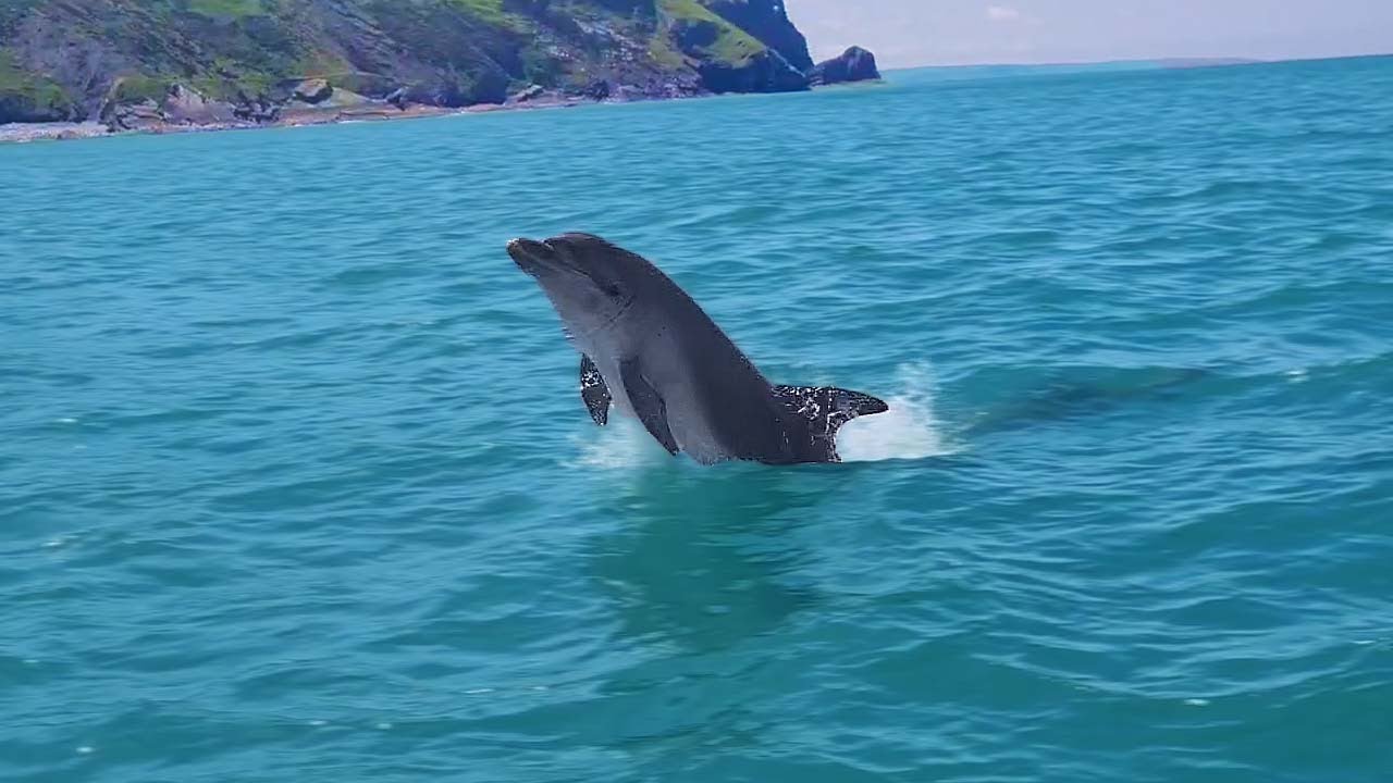ACROBATIC DOLPHINS Caught Showing Off On Camera