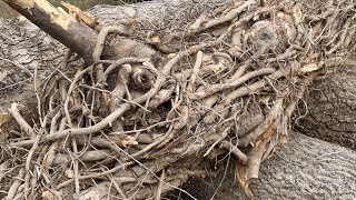 Ivy Covered Ash Log | Sawmill