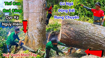 Cưa Bật Gốc 3 Cây Sao Cú Ngã Chấn Động Mặt Đất  Vua Vượn Tháp 10