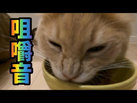 猫の咀嚼音【ASMR】