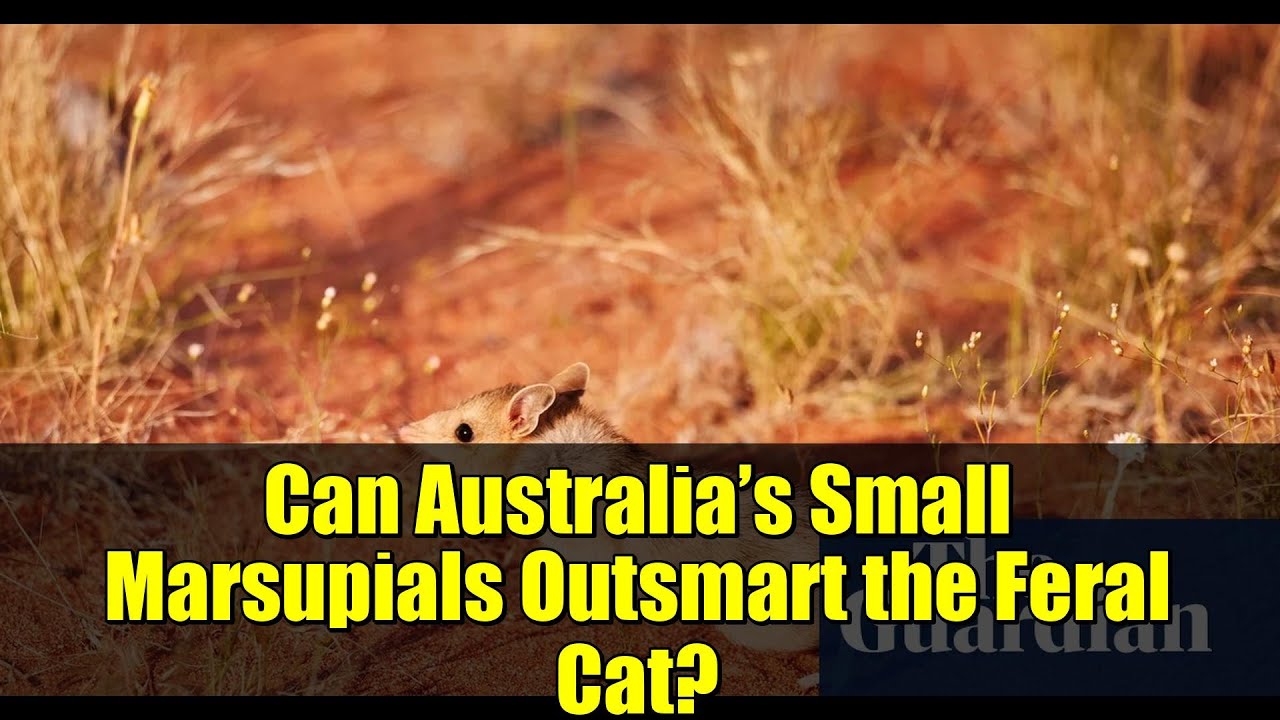 Can Australia’s Small Marsupials Outsmart the Feral Cat? | Wild Deserts Experiment