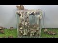 世界最高のネズミ捕り/ プラスチックカップで作る安全なネズミ捕り