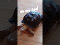 Look who’s spending the day with us! 🐢✨Meet Oogway, an adorable Sulcata Tortoise.