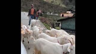 Çamlihemşi̇n Çat Yaylasi Yolculuğu