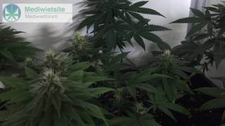 Medical Cannabis Grow - Mr. Kush Growreport