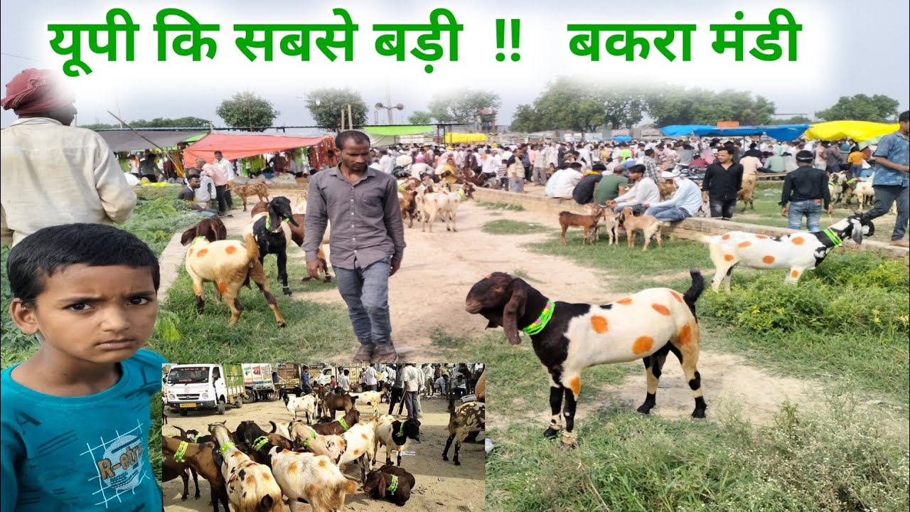 आज का बाज़ार सस्ता रहा || Jaswant Nagar Bakra Mandi Etawah Uttar Pradesh Jamunapari Hansa Bakri