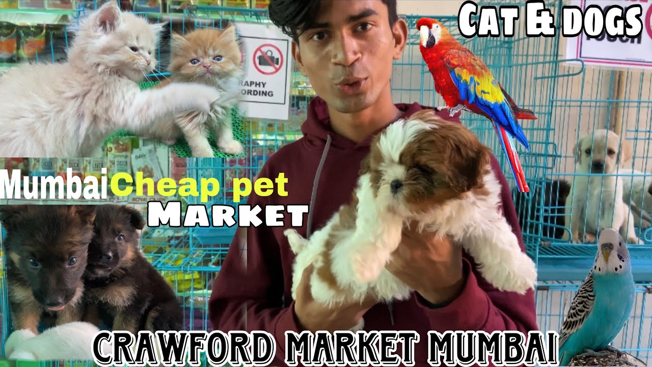 Mumbai cheap pet 🦮 market 2024 exotic pets market in mumbai Crawford market mumbai 2024