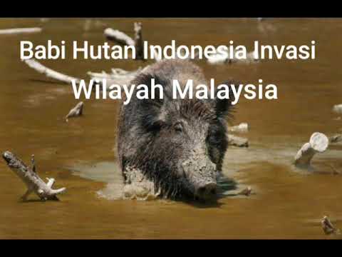 babi-hutan-indonesia-invasi-wilayah-malaysia