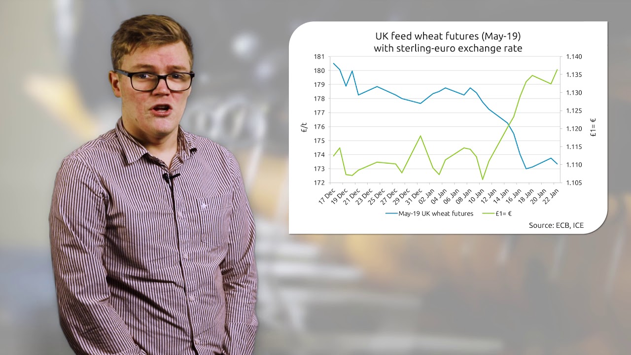 Politics and exports dominate the wheat market
