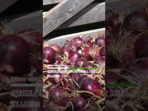 Վրաստանը Հայաստանից ներմուծել է 3391 տոննա սոխ