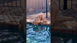 Funny Dogs 😂 Episode 162 #Shorts