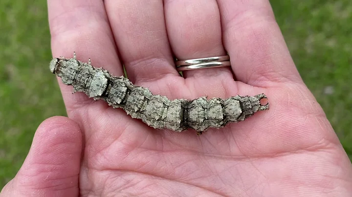 Mayborn At Home- Meet the Scientists Caterpillars ...