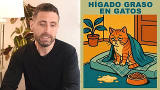¿Qué debo tener en cuenta si mi gato tiene hígado graso (lipidosis hepática)?