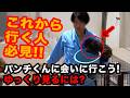 【秘訣をそっと伝授】大好きな飼育員さんにしがみつくパンチくんを見る前に。市川市動植物園 「パンチくん」Punch the monkey