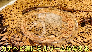Feeding Mealworms to My Japanese Grass Lizards [Reptiles] Turns