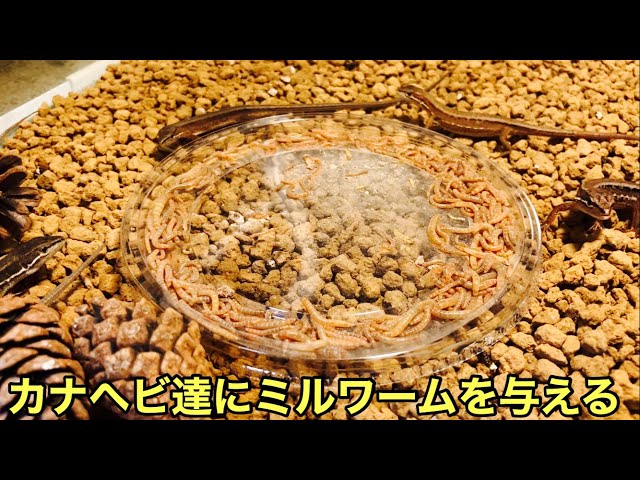 Feeding Mealworms to My Japanese Grass Lizards [Reptiles] Turns
